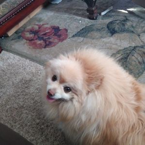 Meet your Posher, Elizabeth